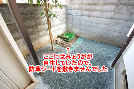 ここにはみょうがが自生していたので、防草シートを敷きませんでした　神奈川県藤沢市Ａ様邸 広い庭、広すぎる庭のおすすめ造園活用方法　石張りで高級感ある上品な庭づくり　管理が楽な庭