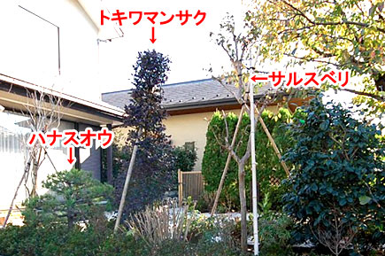 「サルスベリ、トキワマンサク、ハナスオウ」の３つの樹木を新しく植えました　神奈川県藤沢市Ａ様邸 広い庭、広すぎる庭のおすすめ造園活用方法　石張りで高級感ある上品な庭づくり　管理が楽な庭