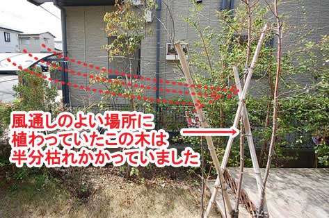 風通しのよい場所に植わっていたこの木は半分枯れかかっていました～神奈川県藤沢市Ｔ様事例　芝生の庭を後悔、芝生をやめたい。ウッドデッキで芝生の庭をリフォーム