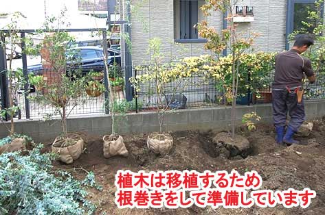 植木は移植するため根巻きをして準備しています～神奈川県藤沢市Ｔ様事例　芝生の庭を後悔、芝生をやめたい。ウッドデッキで芝生の庭をリフォーム