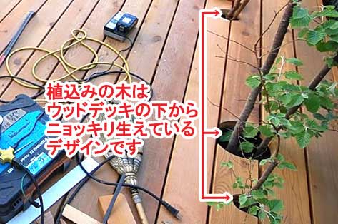 植込みの木はウッドデッキの下からニョッキリ生えているデザインです～神奈川県藤沢市Ｔ様事例　芝生の庭を後悔、芝生をやめたい。ウッドデッキで芝生の庭をリフォーム