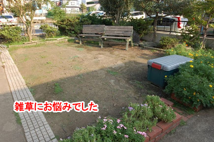 お庭の雑草にお悩みでした　神奈川県藤沢市Ｔ様事例～芝生を植えたい・芝生を残したい庭におすすめ。管理と手入れが楽な天然芝生の庭