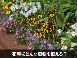 花壇にどんな植物を植える？～花壇づくりのコツ・ポイント・アイデア５選【ガーデン豆知識】