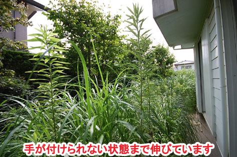 手が付けられない状態まで伸びています　神奈川県 横浜市 雑草対策 レンガ張り 造園、おしゃれな広いお庭 レイアウト