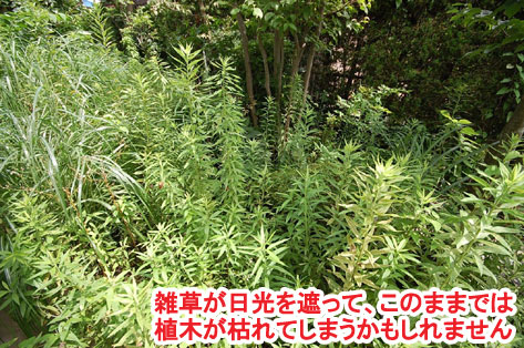雑草が日光を遮って、このままでは植木が枯れてしまうかもしれません　神奈川県 横浜市 雑草対策 レンガ張り 造園、おしゃれな広いお庭 レイアウト